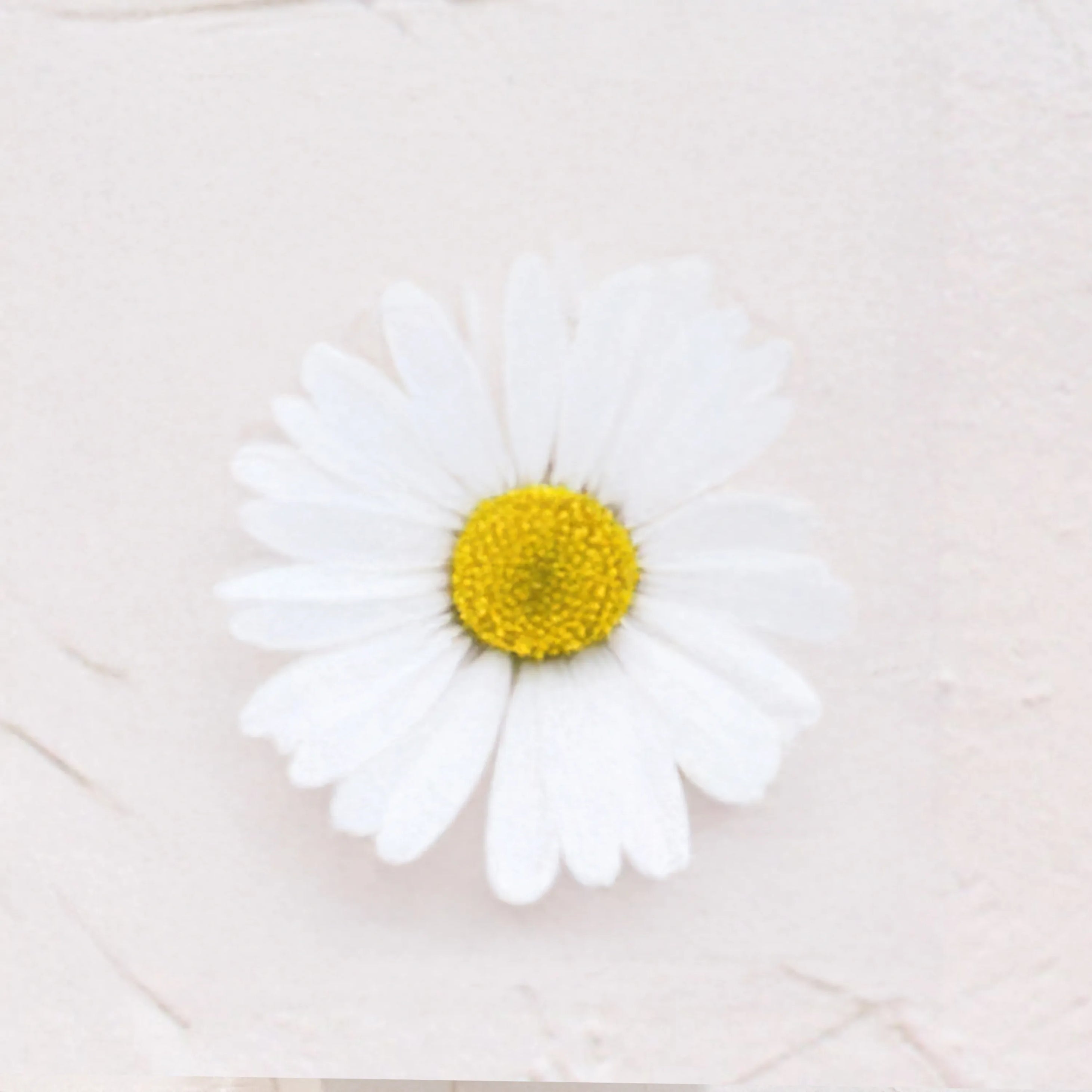 Ingrediente activo Retinol Vegetal de Bidens Pilosa flor blanca con centro amarillo Farma Dorsch con accion similar al retinol sin irritacion para piel sensible sobre fondo blanco suave en cosmetica natural española