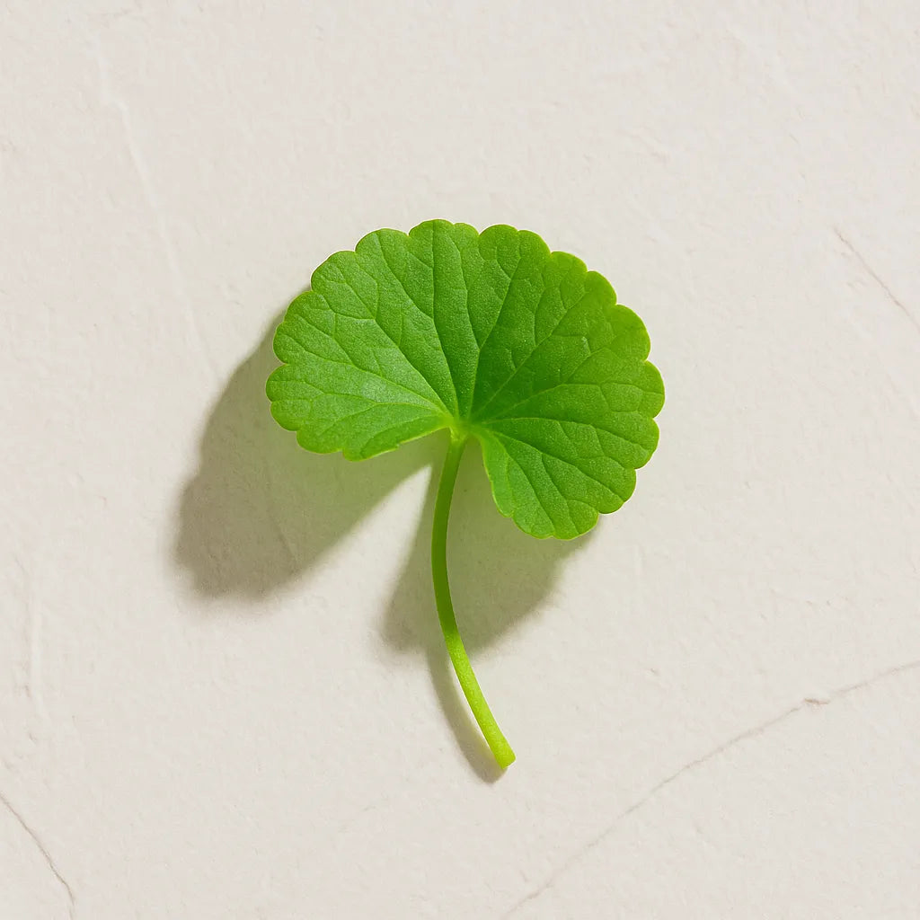 Hoja verde redonda de Ingrediente activo Centella Asiatica Farma Dorsch con propiedades reparadoras, calmantes y estimulantes del colageno para tratamiento facial y corporal sobre fondo blanco suave en cosmetica natural española