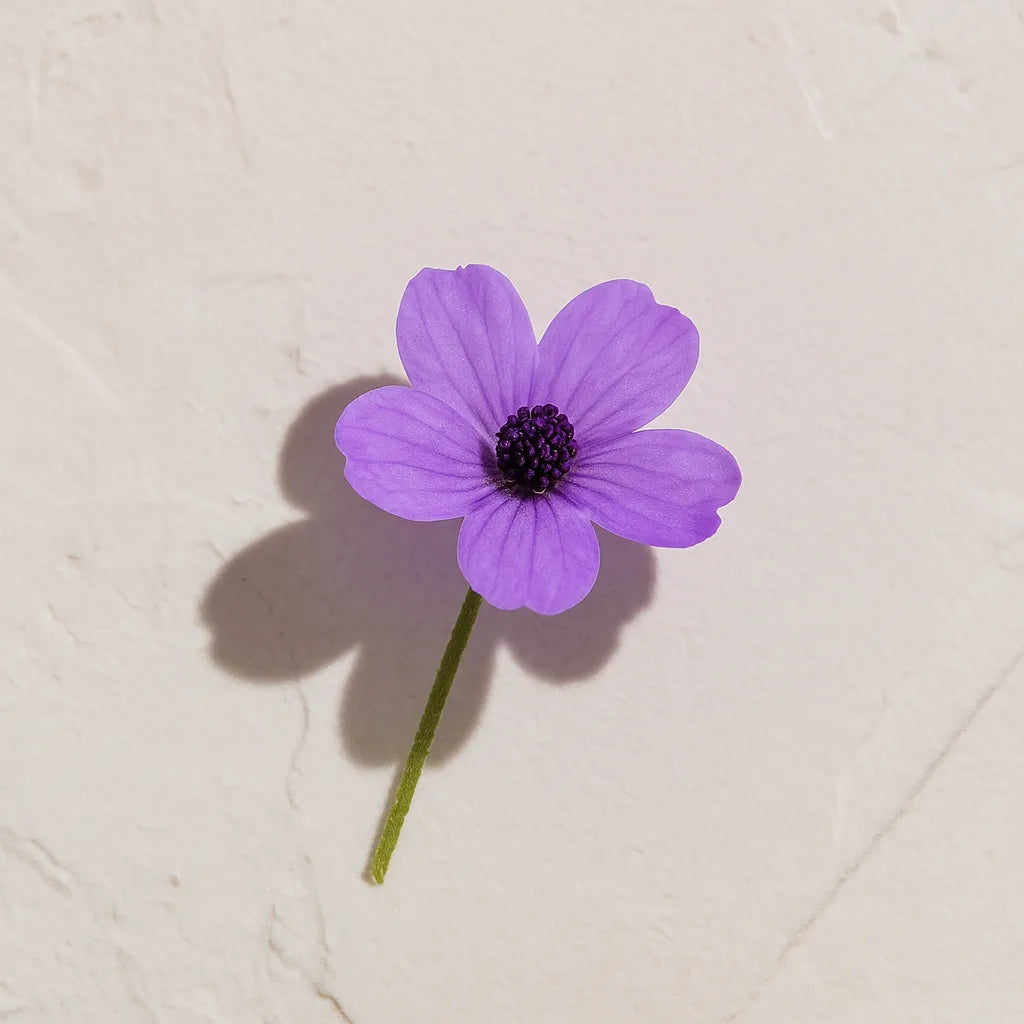 Ingrediene activo Flor morada de inulina Farma Dorsch para tratamiento antiarrugas y rejuvenecimiento facial en cosmética natural española sobre fondo blanco luminos