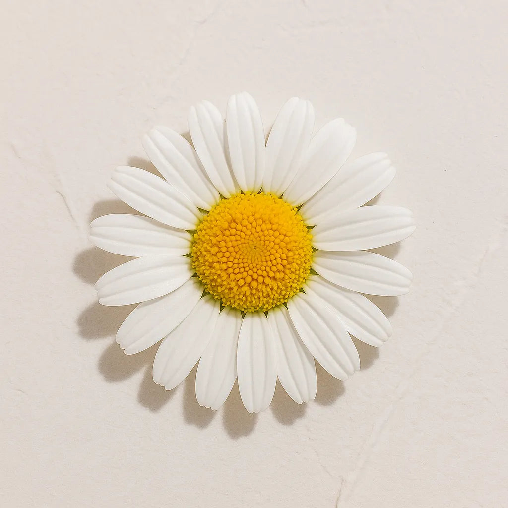 Flor blanca con centro amarillo de Manzanilla representando Ingrediente activo Extracto de Camomila Farma Dorsch con propiedades calmantes, antiinflamatorias y antioxidantes para piel sensible sobre fondo blanco suave en cosmetica natural española