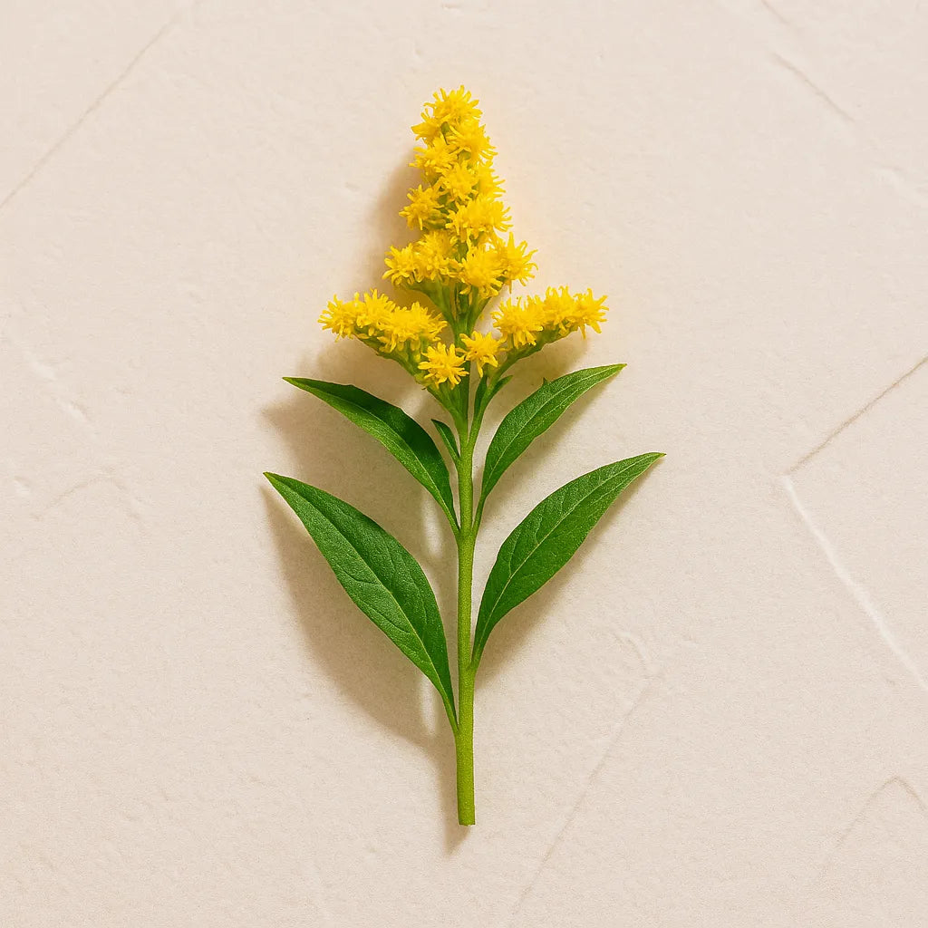 Rama de vara de oro con flores amarillas representando Ingrediente activo Extracto de Solidago Farma Dorsch con propiedades calmantes y antioxidantes para piel sensible sobre fondo blanco suave en cosmetica natural española