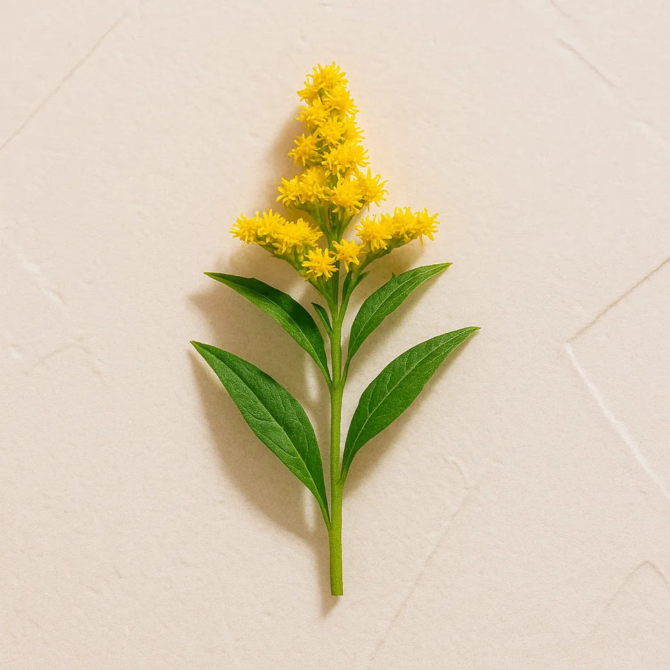 Rama de vara de oro con flores amarillas representando Ingrediente activo Extracto de Solidago Farma Dorsch con propiedades calmantes y antioxidantes para piel sensible sobre fondo blanco suave en cosmetica natural española