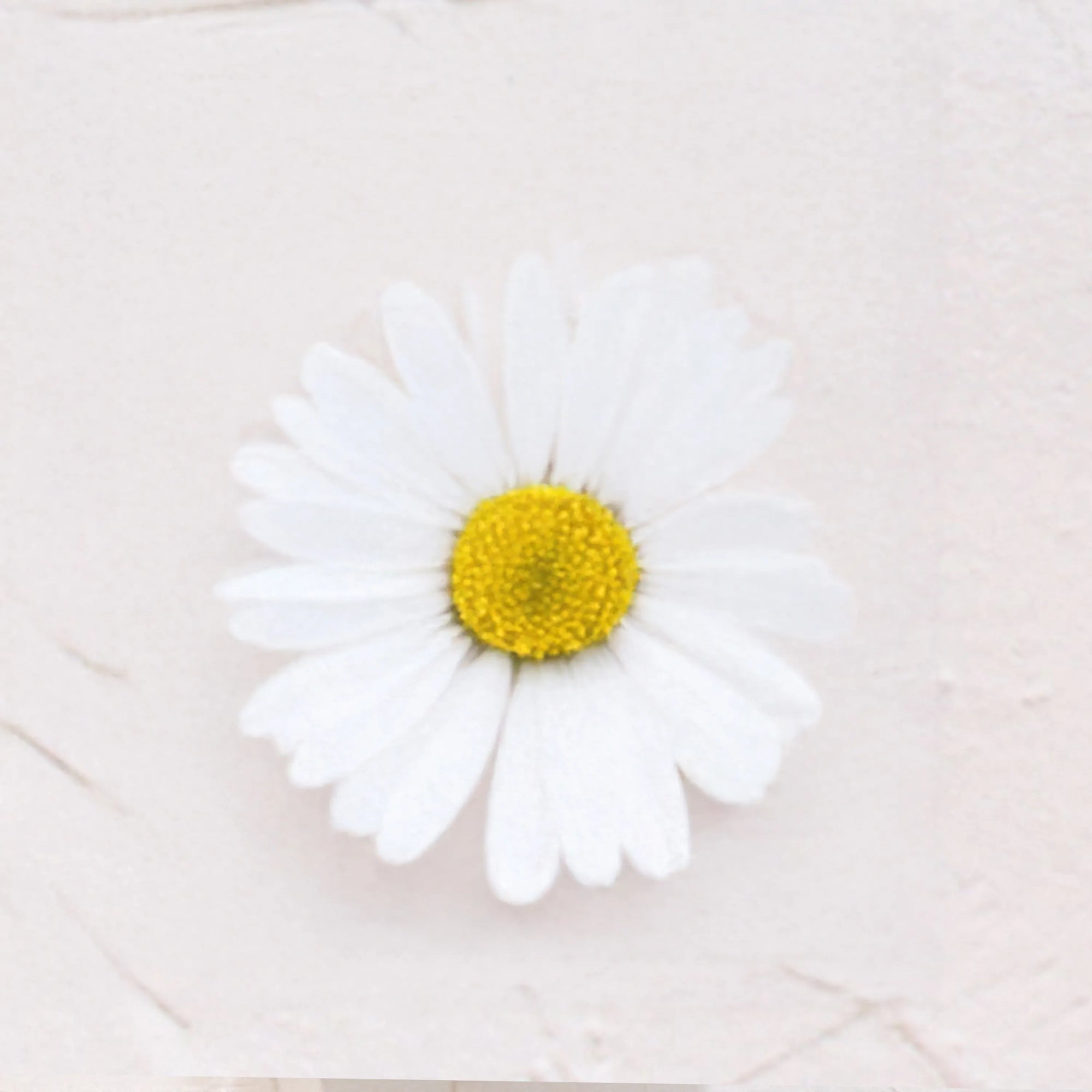  Ingrediente activo Retinol Vegetal de Bidens Pilosa flor blanca con centro amarillo Farma Dorsch con accion similar al retinol sin irritacion para piel sensible sobre fondo blanco suave en cosmetica natural española