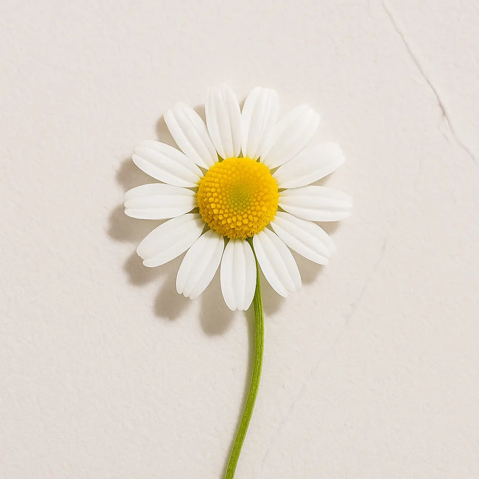 Flor blanca con centro amarillo de Ingrediente activo Camomila Bisabolol Farma Dorsch con propiedades calmantes y antiinflamatorias para piel sensible sobre fondo blanco suave en cosmetica natural española