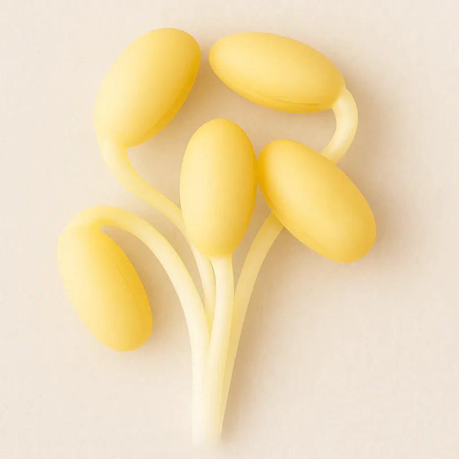 Brotes de semilla de soja, ingrediente activo de FARMA DORSCH de productos con Factor de crecimiento epitelial FCE de regeneración celular.