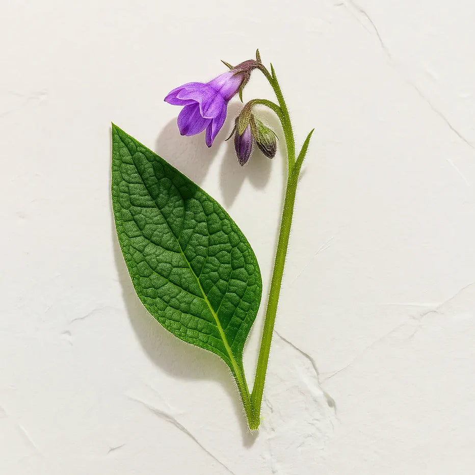 Flor morada de Consuelda representando Ingrediente activo Extracto de Flor de Consuelda Farma Dorsch con propiedades calmantes, antiinflamatorias y cicatrizantes para piel sensible sobre fondo blanco suave en cosmética natural española