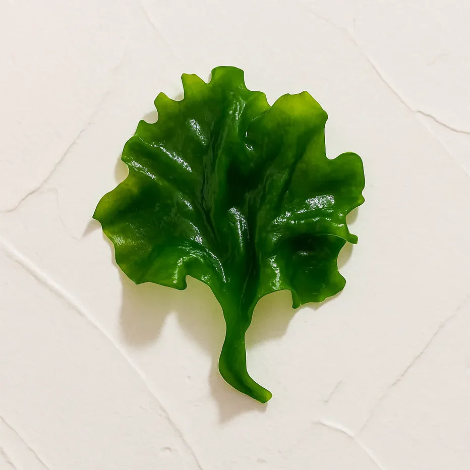 Alga Wakame fresca representando Ingrediente activo Extracto de Alga Wakame Farma Dorsch con propiedades hidratantes, antioxidantes y remineralizantes para tratamiento facial y corporal sobre fondo blanco suave en cosmetica natural española