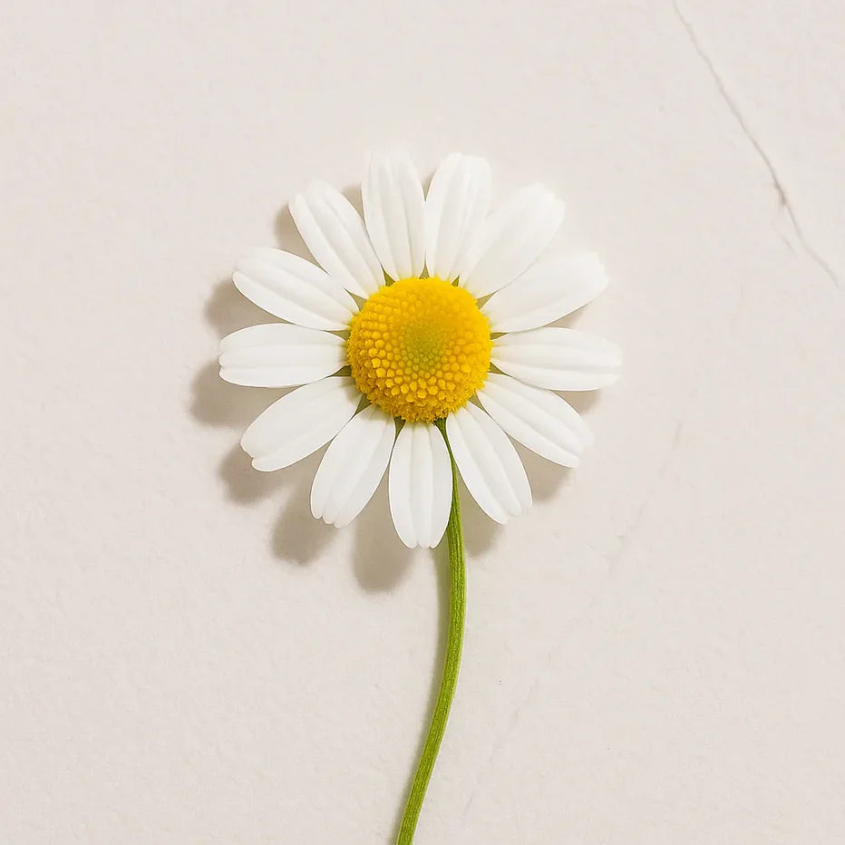 Flor blanca con centro amarillo de Ingrediente activo Camomila Bisabolol Farma Dorsch con propiedades calmantes y antiinflamatorias para piel sensible sobre fondo blanco suave en cosmética natural española