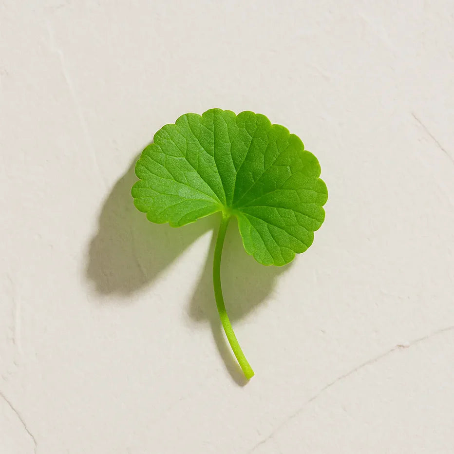 Hoja verde redonda de Ingrediente activo Centella Asiática Farma Dorsch con propiedades reparadoras, calmantes y estimulantes del colágeno para tratamiento facial y corporal sobre fondo blanco suave en cosmética natural española