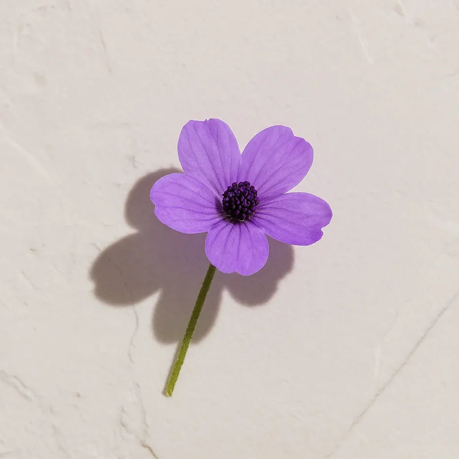 Ingrediente activo Flor morada de inulina Farma Dorsch para tratamiento antiarrugas y rejuvenecimiento facial en cosmética natural española sobre fondo blanco luminoso