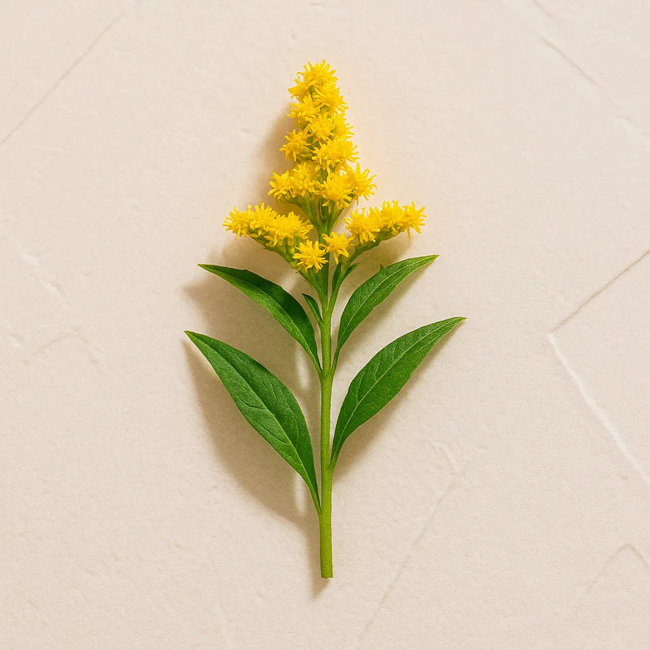 vara de oro FARMA DORSCH ingrediente botánico con propiedades calmantes y protectoras para la piel