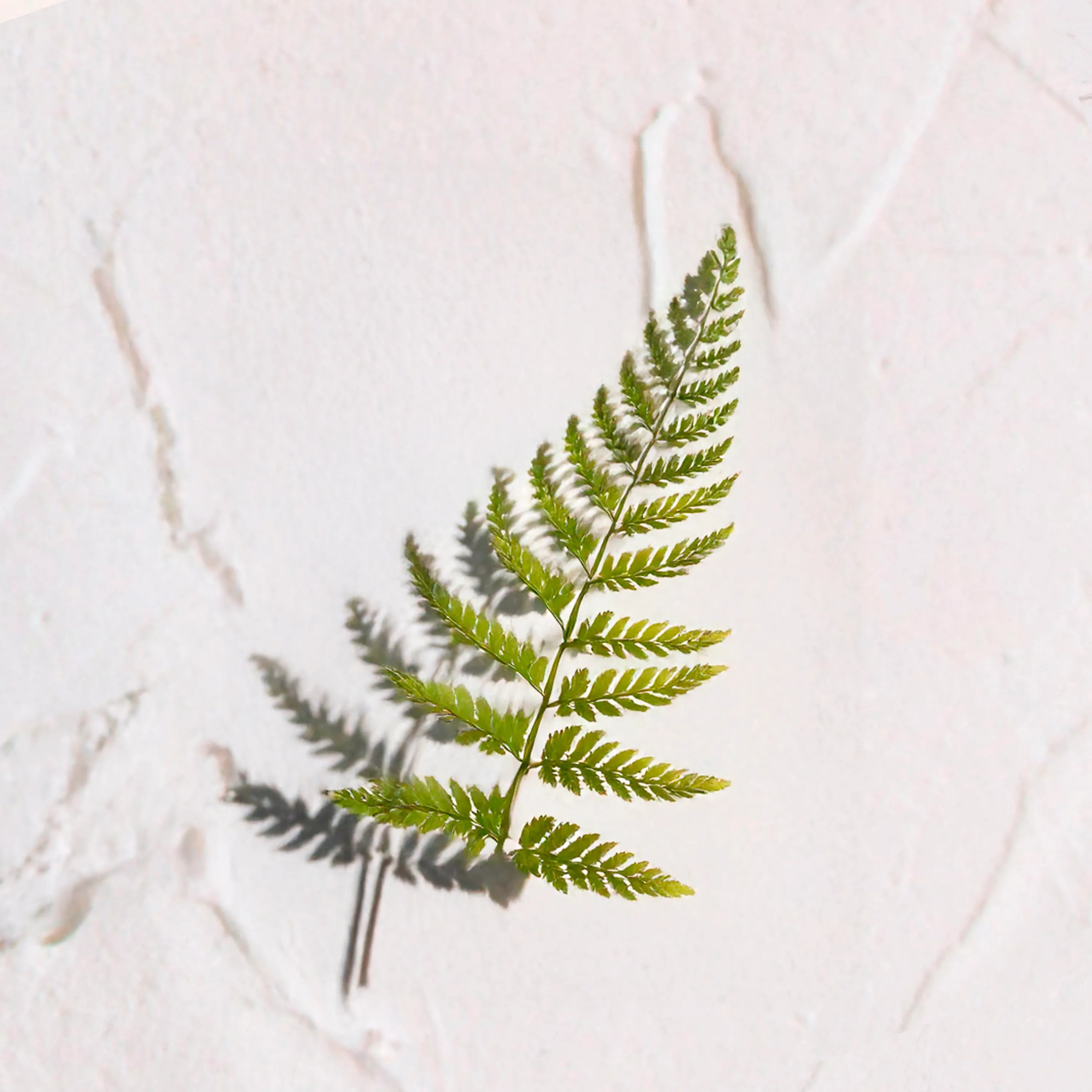 extracto de calaguala FARMA DORSCH ingrediente botánico para proteger la piel frente al daño solar